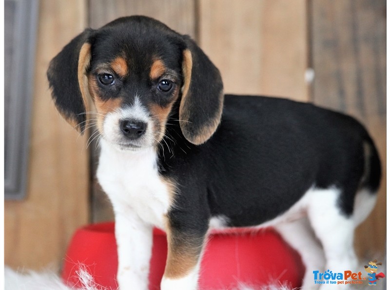 Cuccioli Beagle con Pedigree - Foto n. 1