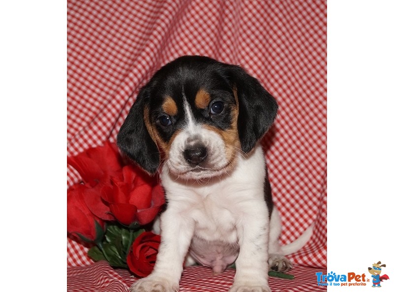 Cuccioli Beagle con Pedigree - Foto n. 3