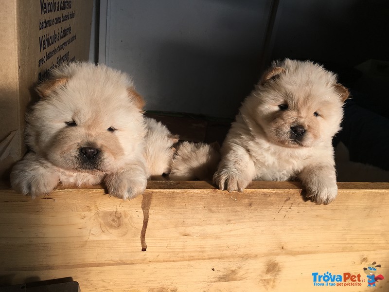 Cucciola chow chow Bianca - Foto n. 1