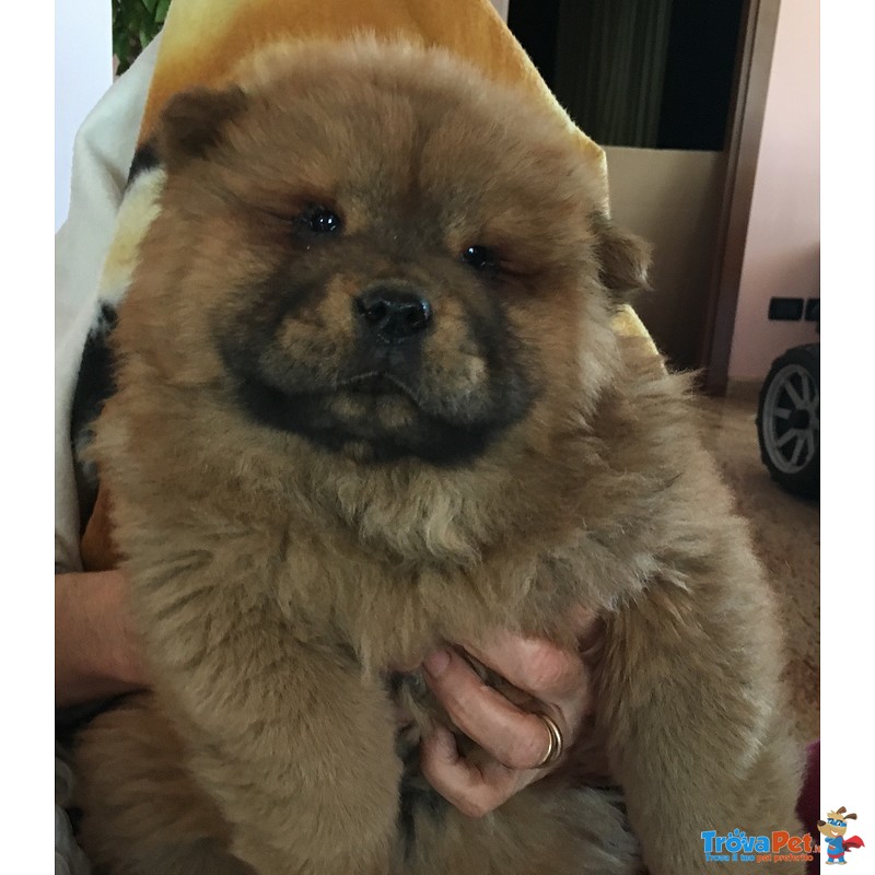 Cucciola chow chow Bianca - Foto n. 2