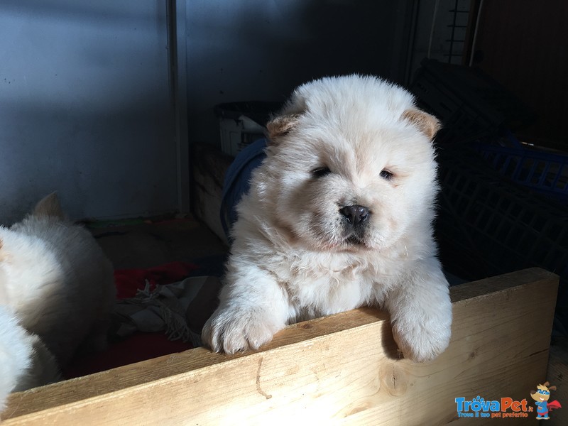 Cucciola chow chow Bianca - Foto n. 3