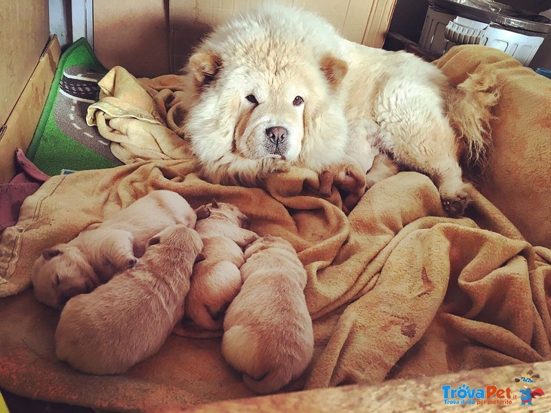 Cucciola chow chow Bianca - Foto n. 4