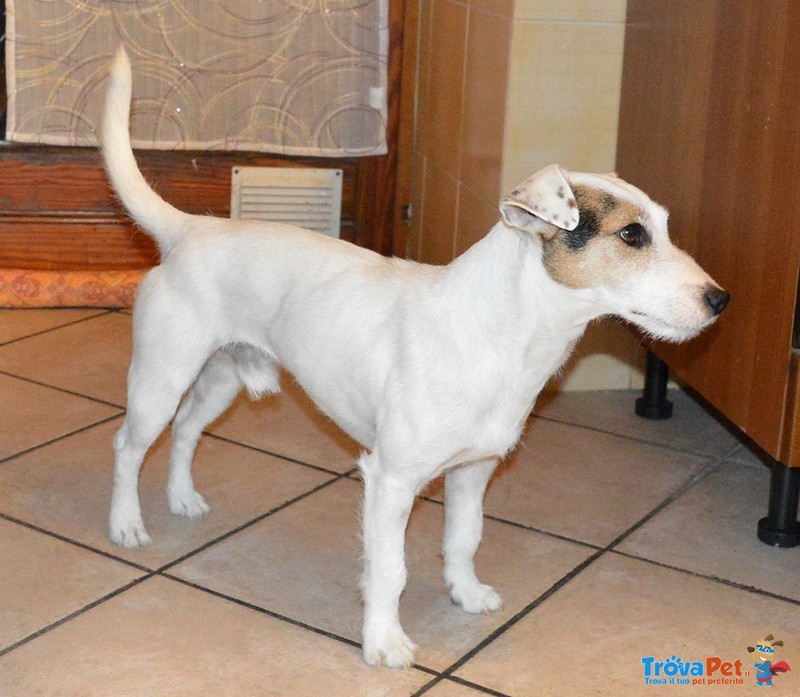 Jack Russell Terrier si Propone per una Fidanzata - Foto n. 2