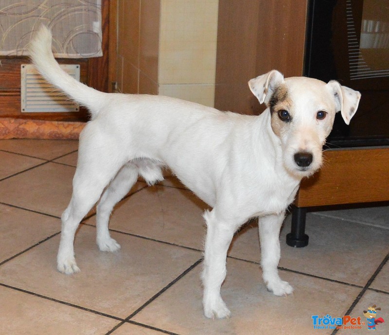 Jack Russell Terrier si Propone per una Fidanzata - Foto n. 3