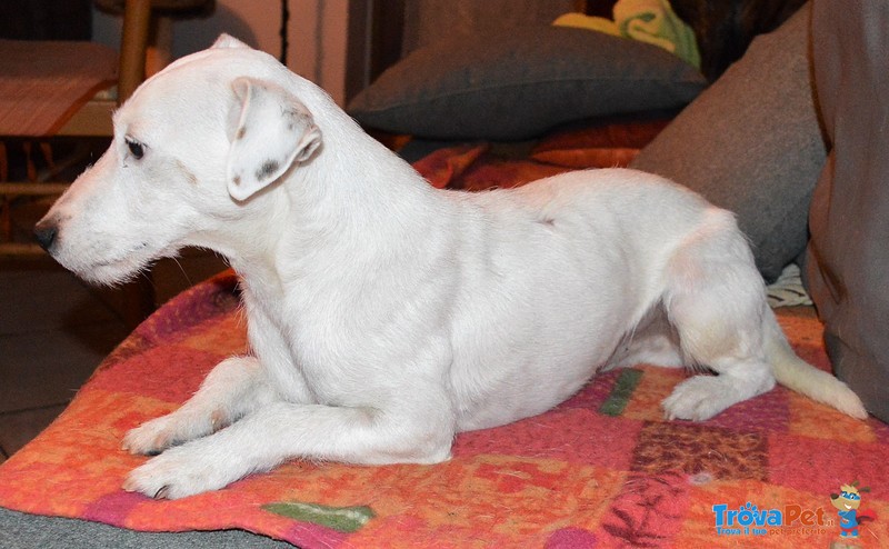 Jack Russell Terrier si Propone per una Fidanzata - Foto n. 4
