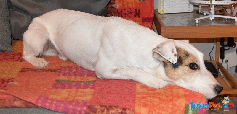 Jack Russell Terrier si Propone per una Fidanzata - Foto n. 5