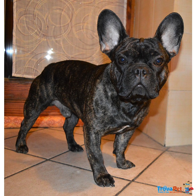 Bouledogue Francese si Propone per una Fidanzata - Foto n. 2