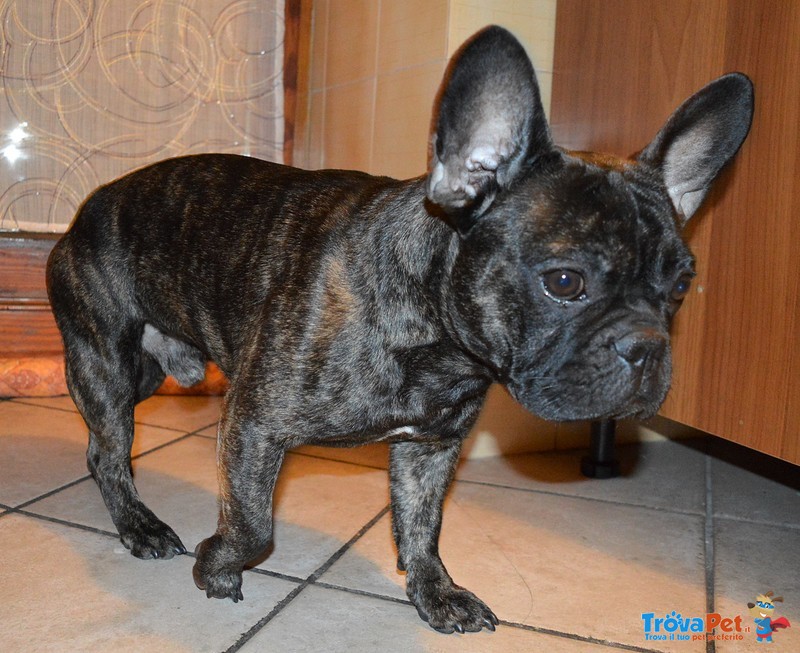 Bouledogue Francese si Propone per una Fidanzata - Foto n. 3