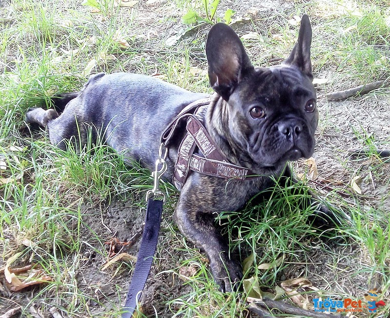 Bouledogue Francese si Propone per una Fidanzata - Foto n. 5