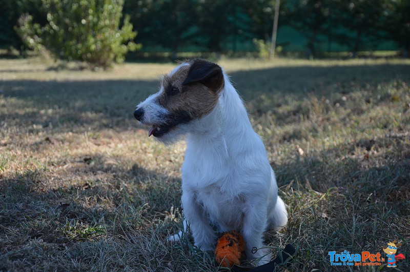 Cucciole Femmine jack Russell Terrier alta Genealogia - Foto n. 1