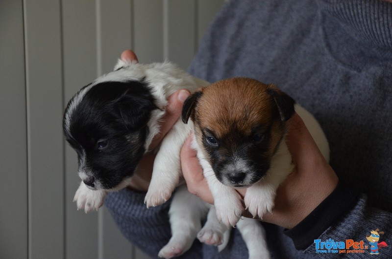 Cucciole Femmine jack Russell Terrier alta Genealogia - Foto n. 2