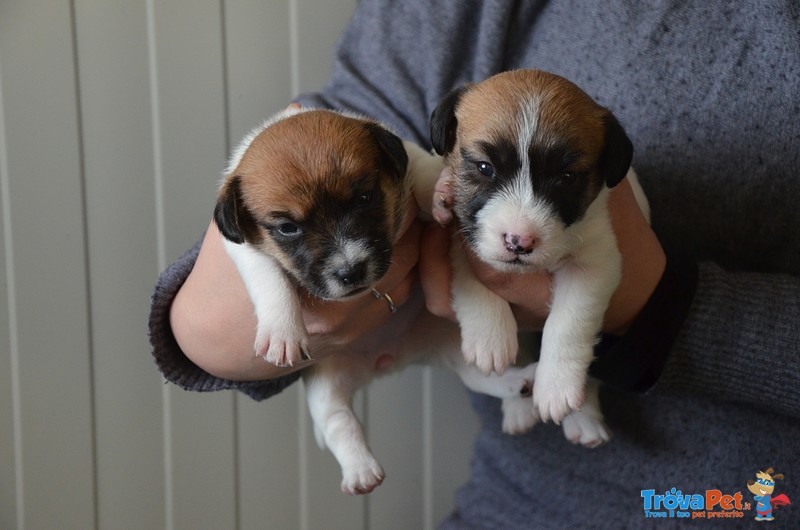 Cucciole Femmine jack Russell Terrier alta Genealogia - Foto n. 3