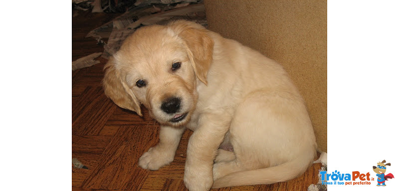 Splendidi Cuccioli di Golden Retriever Disponibili - Foto n. 2