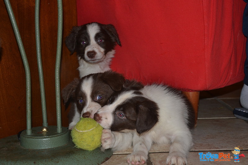 Border Collie - Foto n. 1