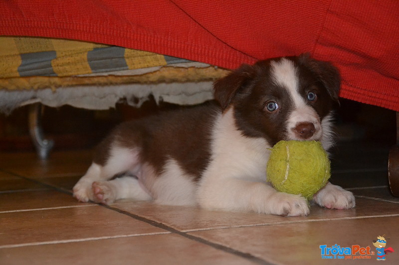 Border Collie - Foto n. 2