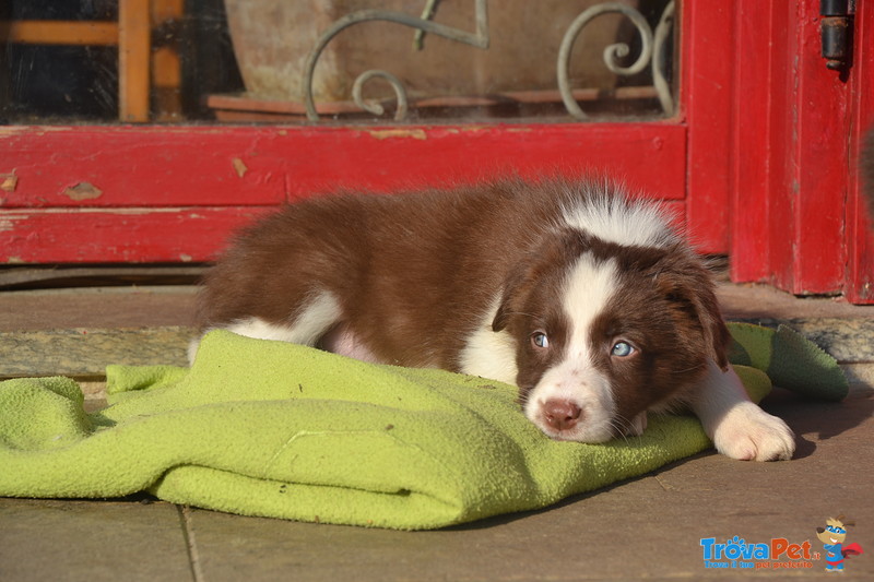 Border Collie - Foto n. 3