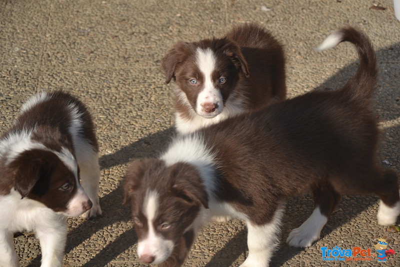 Border Collie - Foto n. 4