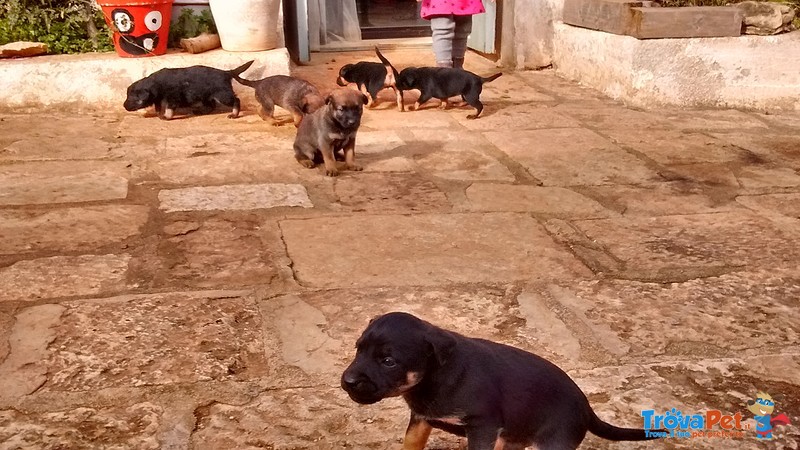 6 Cuccioli Meticci Cercano Casa! - Foto n. 1