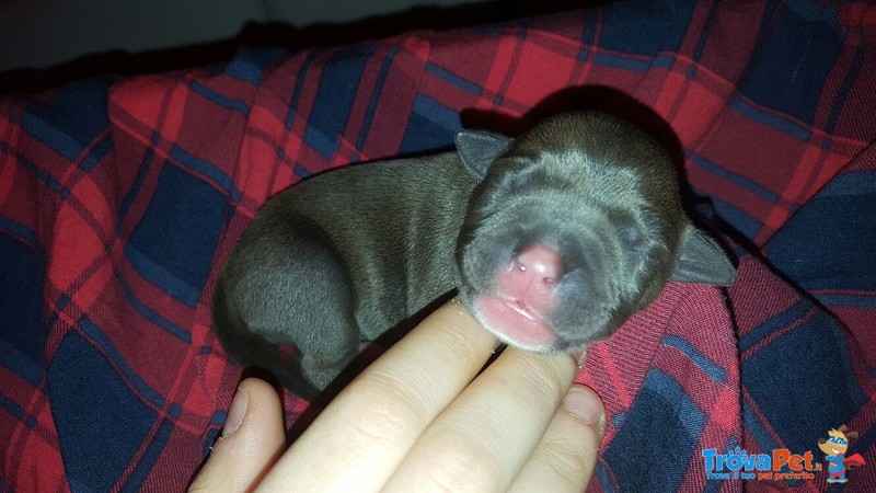 Cucciolata di Amstaff Blu - Foto n. 3