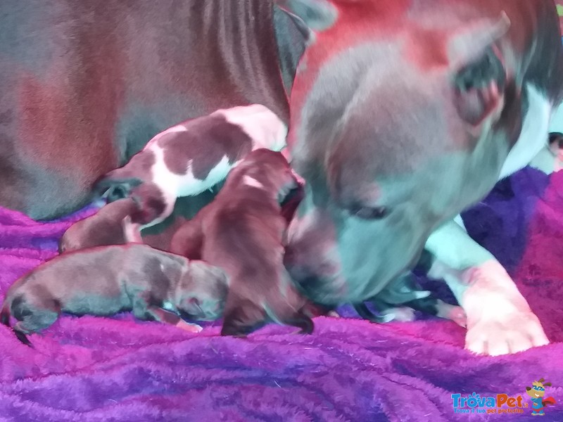 Cucciolata di Amstaff Blu - Foto n. 1