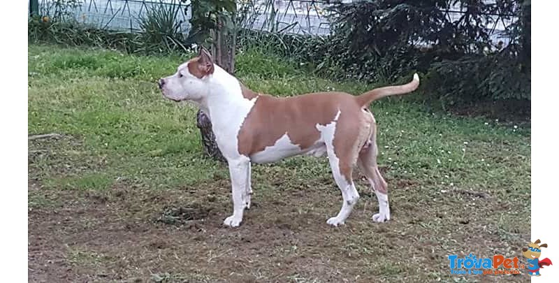 Amstaff di 2 anni Disponibile per Monta - Foto n. 2