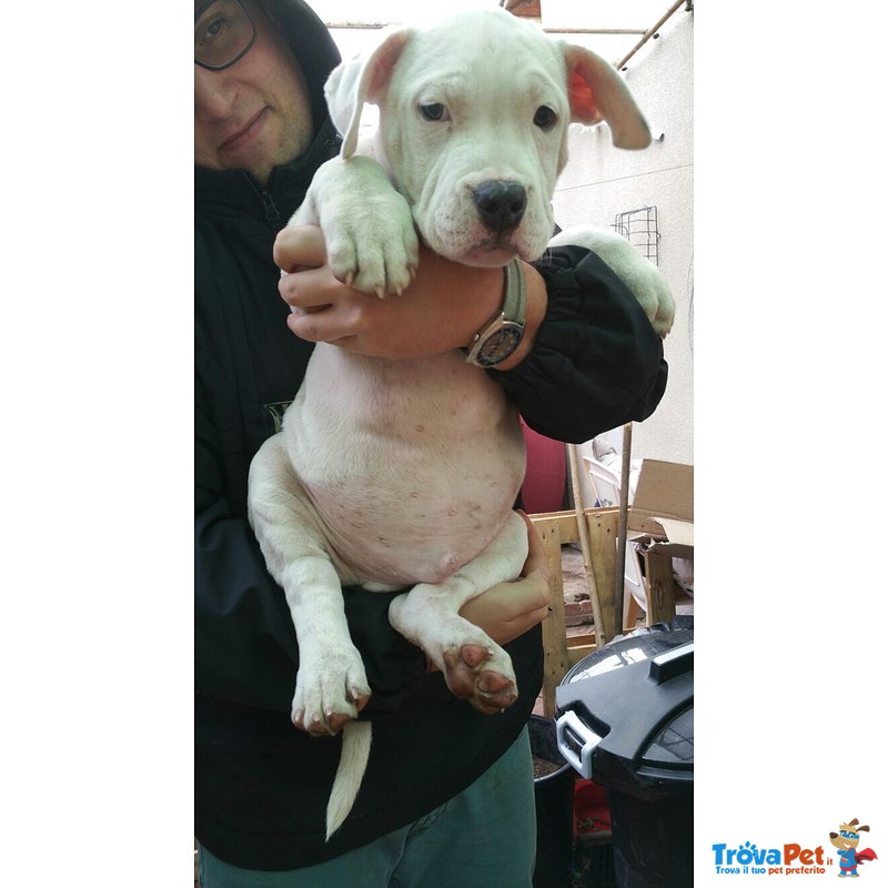 Cuccioli di Amstaff - Foto n. 1