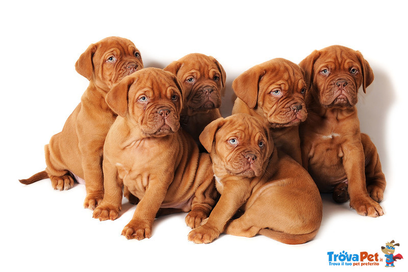 Cuccioli Dogue de Bordeaux - Foto n. 1