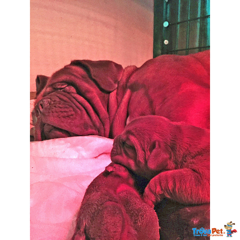 Cuccioli Dogue de Bordeaux - Foto n. 2