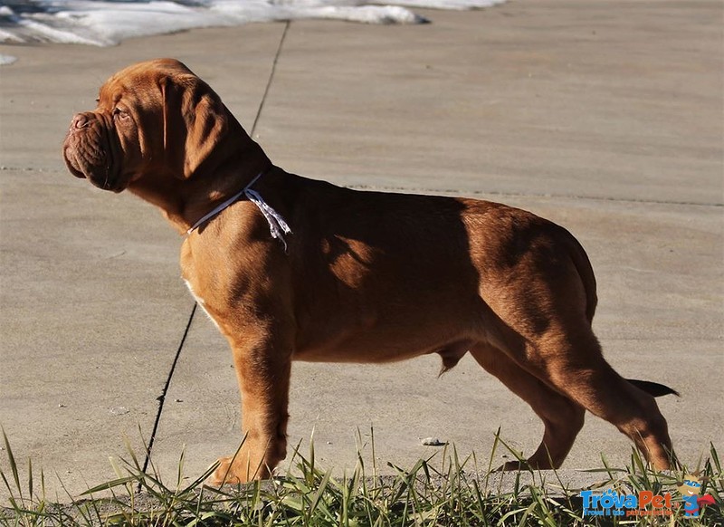 Cuccioli Dogue de Bordeaux - Foto n. 1