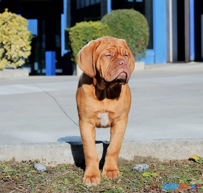 Cuccioli Dogue de Bordeaux - Foto n. 3