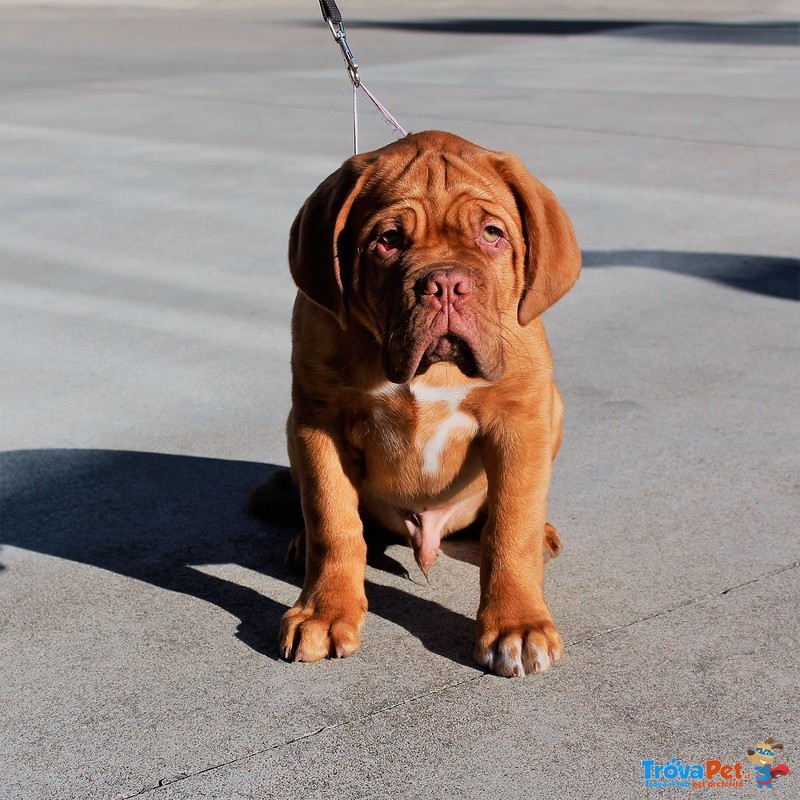 Cuccioli Dogue de Bordeaux - Foto n. 4