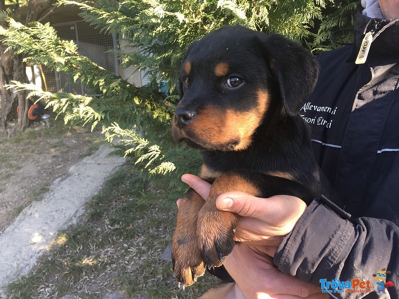 Cucciola Rottweiler - Foto n. 1