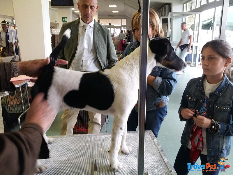 Maschio fox Terrier X Accoppiamento - Foto n. 1