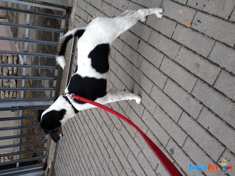 Maschio fox Terrier X Accoppiamento - Foto n. 4