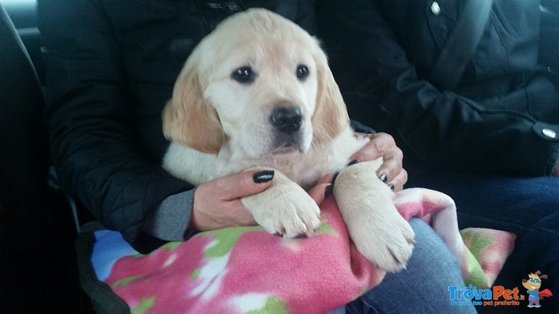 Cuccioli Maschi Golden Retriever - Foto n. 2