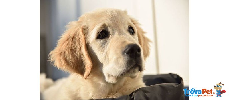 Cuccioli Maschi Golden Retriever - Foto n. 3