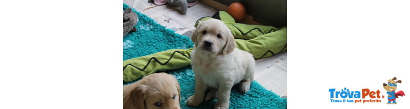 Cuccioli Maschi Golden Retriever - Foto n. 1