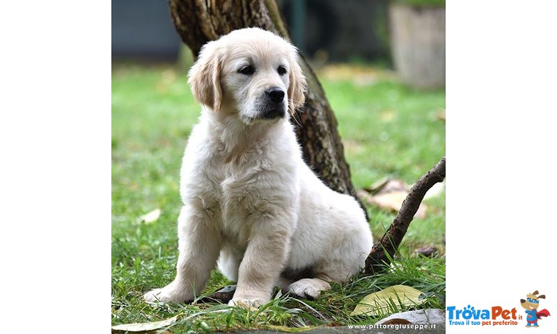 Cuccioli Maschi Golden Retriever - Foto n. 5