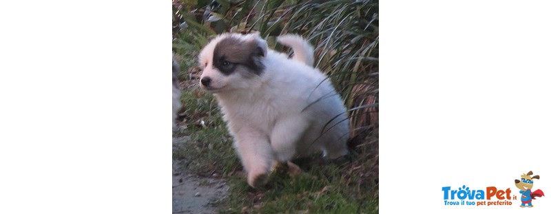 Cuccioli di Montagna dei Pirenei - Foto n. 1