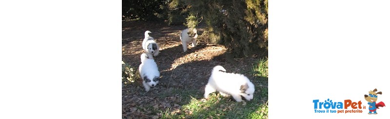 Cuccioli di Montagna dei Pirenei - Foto n. 3