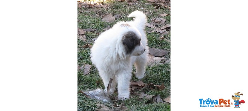 Cuccioli di Montagna dei Pirenei - Foto n. 4