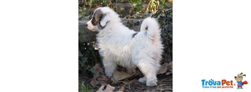 Cuccioli di Montagna dei Pirenei - Foto n. 5