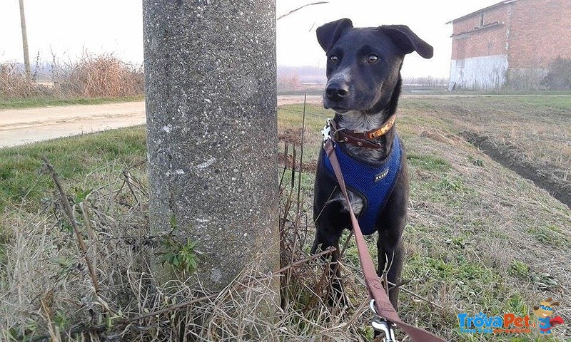 Cuccioli in Adozione - Foto n. 2