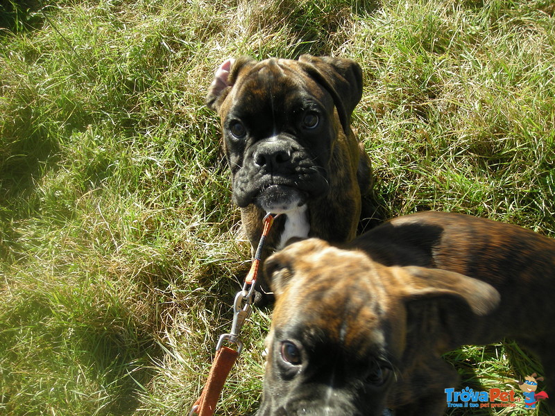 Boxer Tigrato Scuro - Foto n. 1