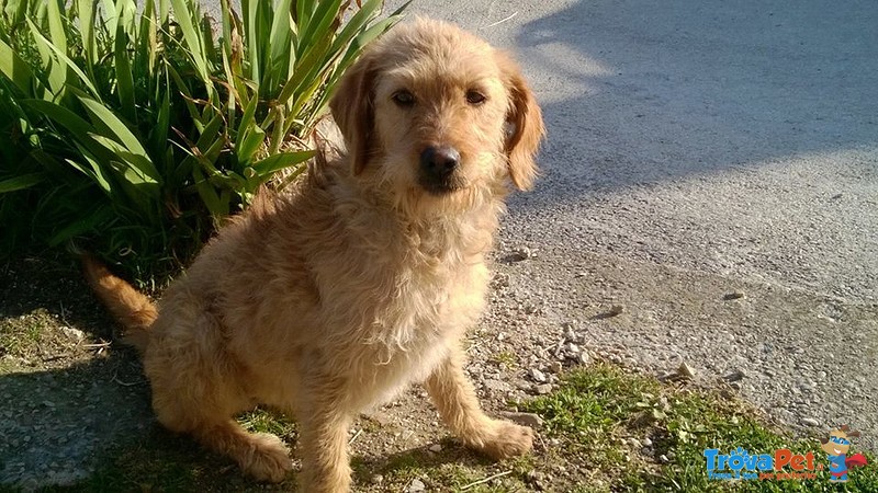 Cucciola di Spinoncino Sterilizzata Cerca Casa - Foto n. 1