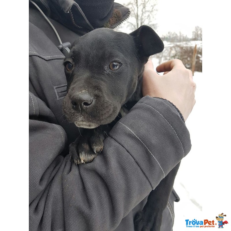 Alys - Cucciola mix Amstaff di tre Mesi - Foto n. 1