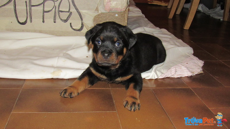 Cuccioli di Rottweiler - Foto n. 1