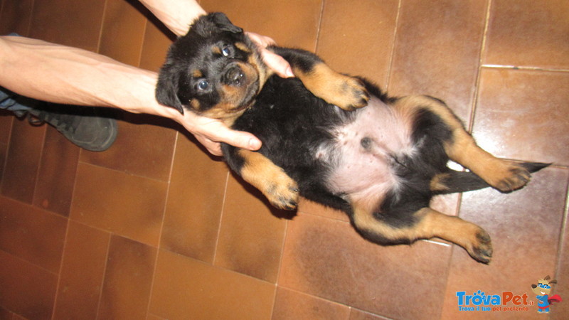 Cuccioli di Rottweiler - Foto n. 4