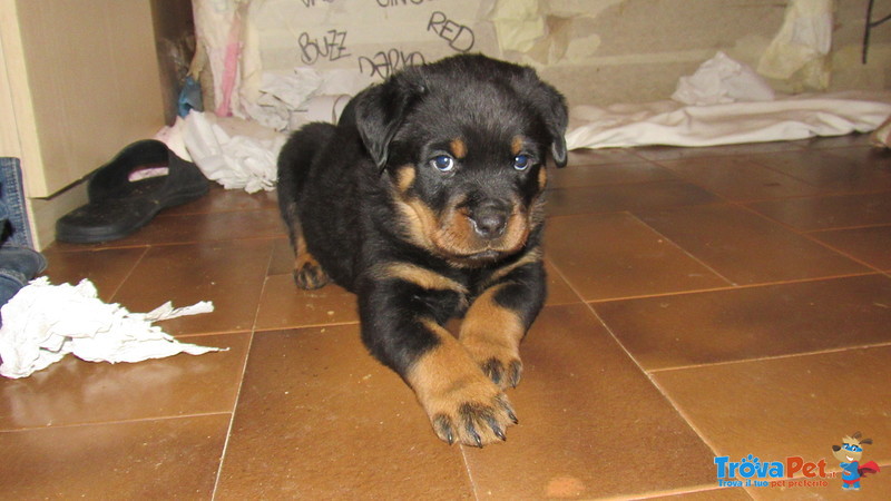 Cuccioli di Rottweiler - Foto n. 5