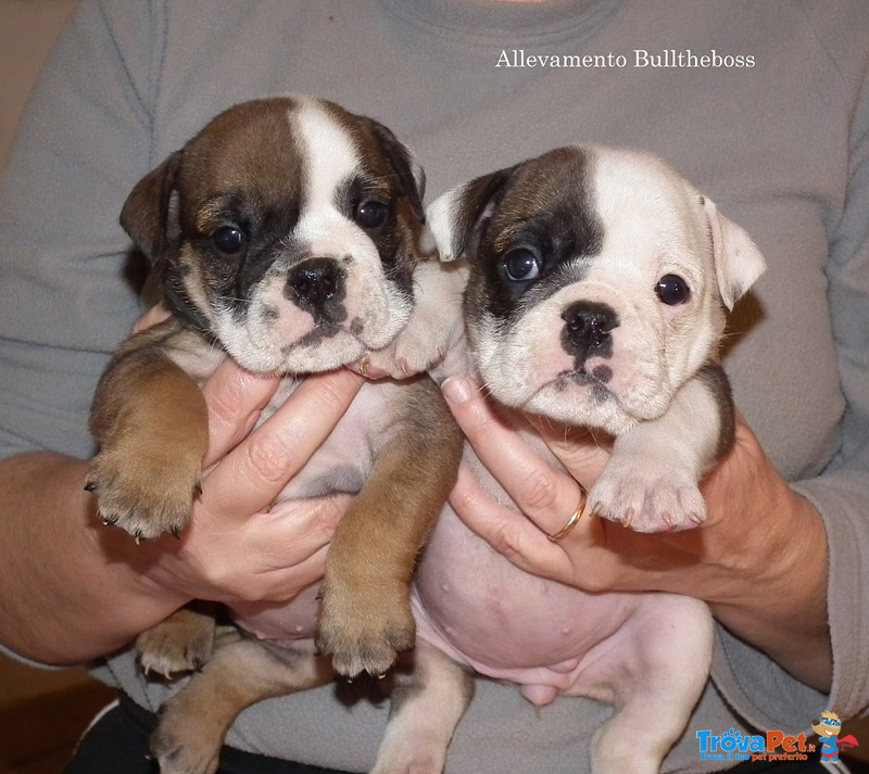 Bulldog Inglese Cucciolata - Foto n. 1